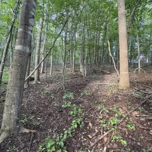 Photo #25 of 3315 Amherst Highway, Monroe, VA 33.7 acres