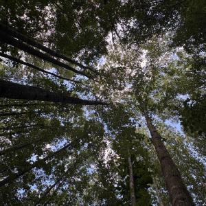 Mature trees