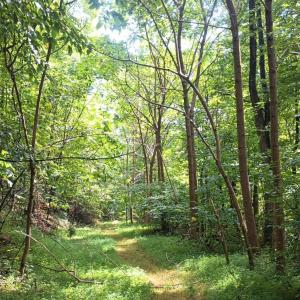 Photo #20 of Battery Hill Lane, Tyro, VA 7.3 acres