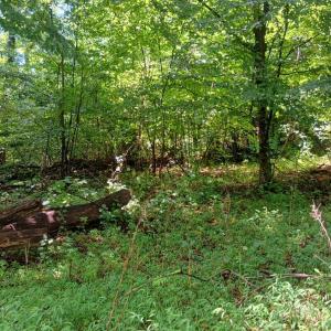 Photo #28 of Battery Hill Lane, Tyro, VA 7.3 acres