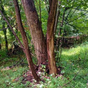 Photo #25 of Battery Hill Lane, Tyro, VA 7.3 acres