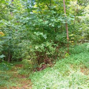 Photo #13 of Battery Hill Lane, Tyro, VA 7.3 acres