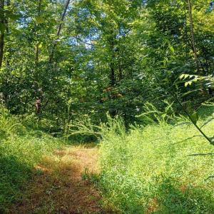 Photo #5 of Battery Hill Lane, Tyro, VA 7.3 acres