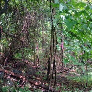 Photo #26 of Battery Hill Lane, Tyro, VA 7.3 acres