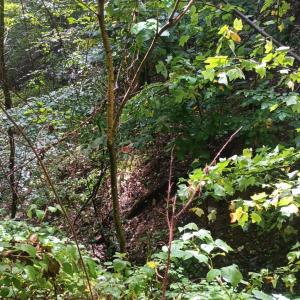 Photo #17 of Battery Hill Lane, Tyro, VA 7.3 acres