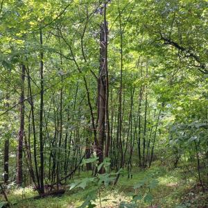 Photo #14 of Battery Hill Lane, Tyro, VA 7.3 acres