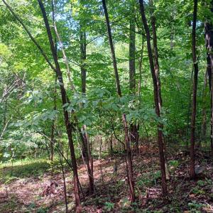 Photo #23 of Battery Hill Lane, Tyro, VA 7.3 acres