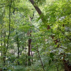 Photo #19 of Battery Hill Lane, Tyro, VA 7.3 acres