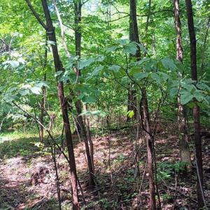 Photo #2 of Battery Hill Lane, Tyro, VA 7.3 acres