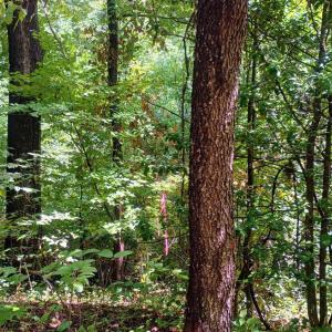 Photo #4 of Battery Hill Lane, Tyro, VA 7.3 acres