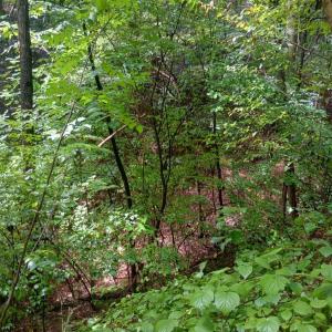 Photo #15 of Battery Hill Lane, Tyro, VA 7.3 acres