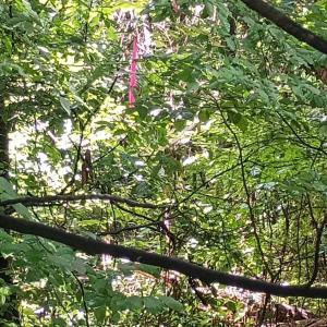 Photo #27 of Battery Hill Lane, Tyro, VA 7.3 acres