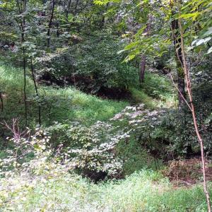 Photo #16 of Battery Hill Lane, Tyro, VA 7.3 acres