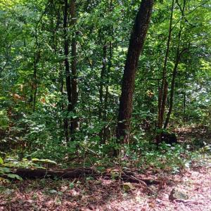 Photo #3 of Battery Hill Lane, Tyro, VA 7.3 acres