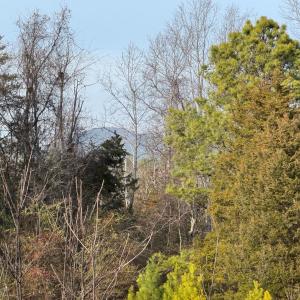 Photo #16 of Watt Abbitt Road, Appomattox, VA 42.7 acres