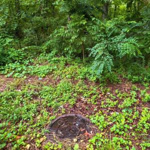 Photo #3 of Lee Grant, Lot 1 Avenue, Appomattox, VA 1.0 acres