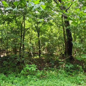 Photo #12 of Chestnut Road, Nathalie, VA 53.3 acres