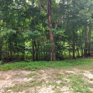 Photo #4 of Chestnut Road, Nathalie, VA 53.3 acres