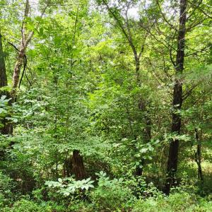 Photo #10 of Chestnut Road, Nathalie, VA 53.3 acres
