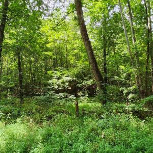 Photo #1 of Chestnut Road, Nathalie, VA 53.3 acres