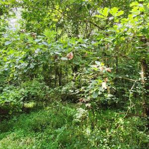 Photo #11 of Chestnut Road, Nathalie, VA 53.3 acres