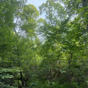 Photo #5 of 3756 Sycamore Creek Road, Buckingham, VA 4.0 acres
