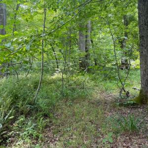 Photo #10 of 3756 Sycamore Creek Road, Buckingham, VA 4.0 acres