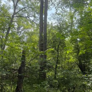Photo #6 of 1 Sycamore Creek Road, Buckingham, VA 5.6 acres
