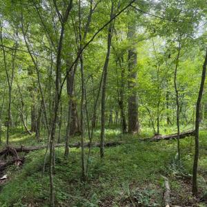 Photo #8 of 1 Sycamore Creek Road, Buckingham, VA 5.6 acres