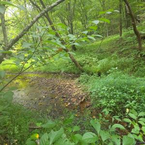 Photo #11 of Maury Place, Appomattox, VA 33.9 acres