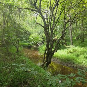 Photo #14 of Maury Place, Appomattox, VA 33.9 acres