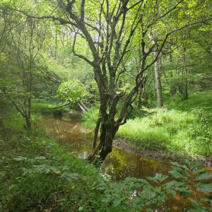 Photo #13 of Maury Place, Appomattox, VA 33.9 acres