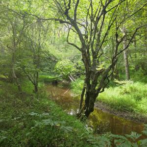 Photo #12 of Maury Place, Appomattox, VA 33.9 acres