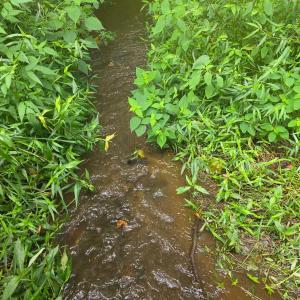 Photo #8 of Maury Place, Appomattox, VA 33.9 acres