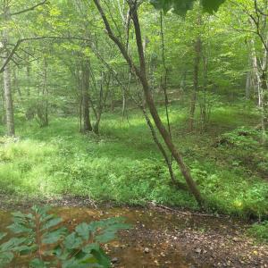 Photo #15 of Maury Place, Appomattox, VA 33.9 acres