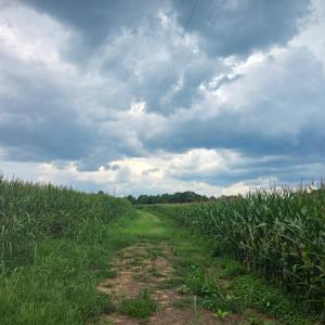 Photo #3 of Aspen Wall Road, Brookneal, VA 115.3 acres