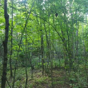 Photo #4 of Wheelers Spring Rd, Pamplin, VA 16.6 acres