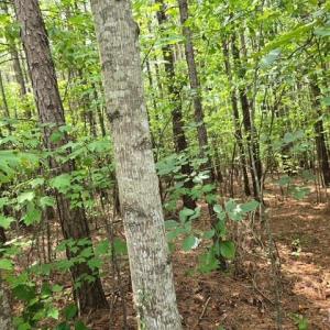 Photo #3 of Miller Camp Road, Buckingham, VA 217.8 acres