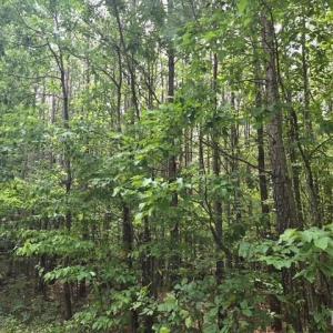 Photo #5 of Miller Camp Road, Buckingham, VA 217.8 acres