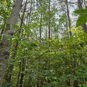 Photo #4 of Miller Camp Road, Buckingham, VA 217.8 acres
