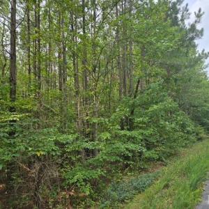 Photo #2 of Miller Camp Road, Buckingham, VA 217.8 acres