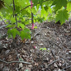 Photo #17 of Bent Creek Lot 3 Road, Concord, VA 1.1 acres