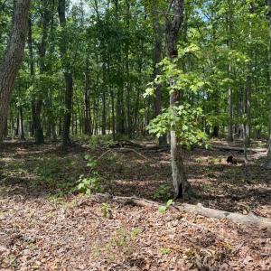 Photo #2 of Bent Creek Lot 1, Concord, VA 1.3 acres