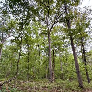 Photo #3 of Bent Creek A Road, Concord, VA 40.0 acres