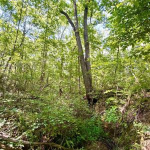 Photo #13 of Bent Creek A Road, Concord, VA 40.0 acres