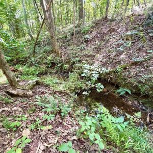 Photo #12 of Bent Creek A Road, Concord, VA 40.0 acres