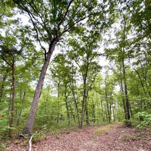 Photo #4 of Bent Creek A Road, Concord, VA 40.0 acres