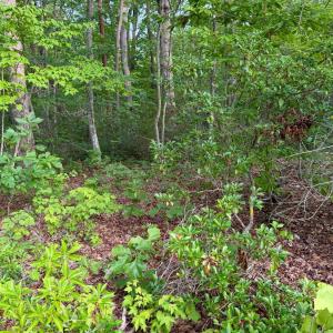 Photo #17 of Bent Creek A Road, Concord, VA 40.0 acres