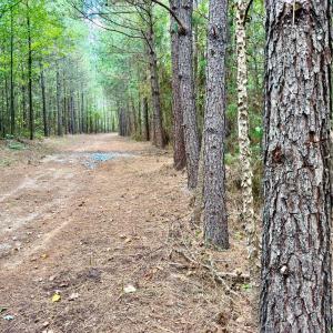 Photo #8 of 61 AC Acorn Rd, Nathalie, VA 62.1 acres
