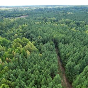 Photo #2 of 61 AC Acorn Rd, Nathalie, VA 62.1 acres